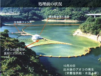 �A�I�R�@���������O�̏�