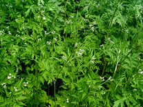 �Z���@�ʐ^