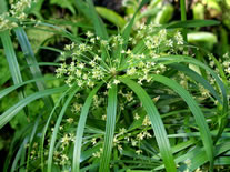 �V�����K���c���@�ʐ^